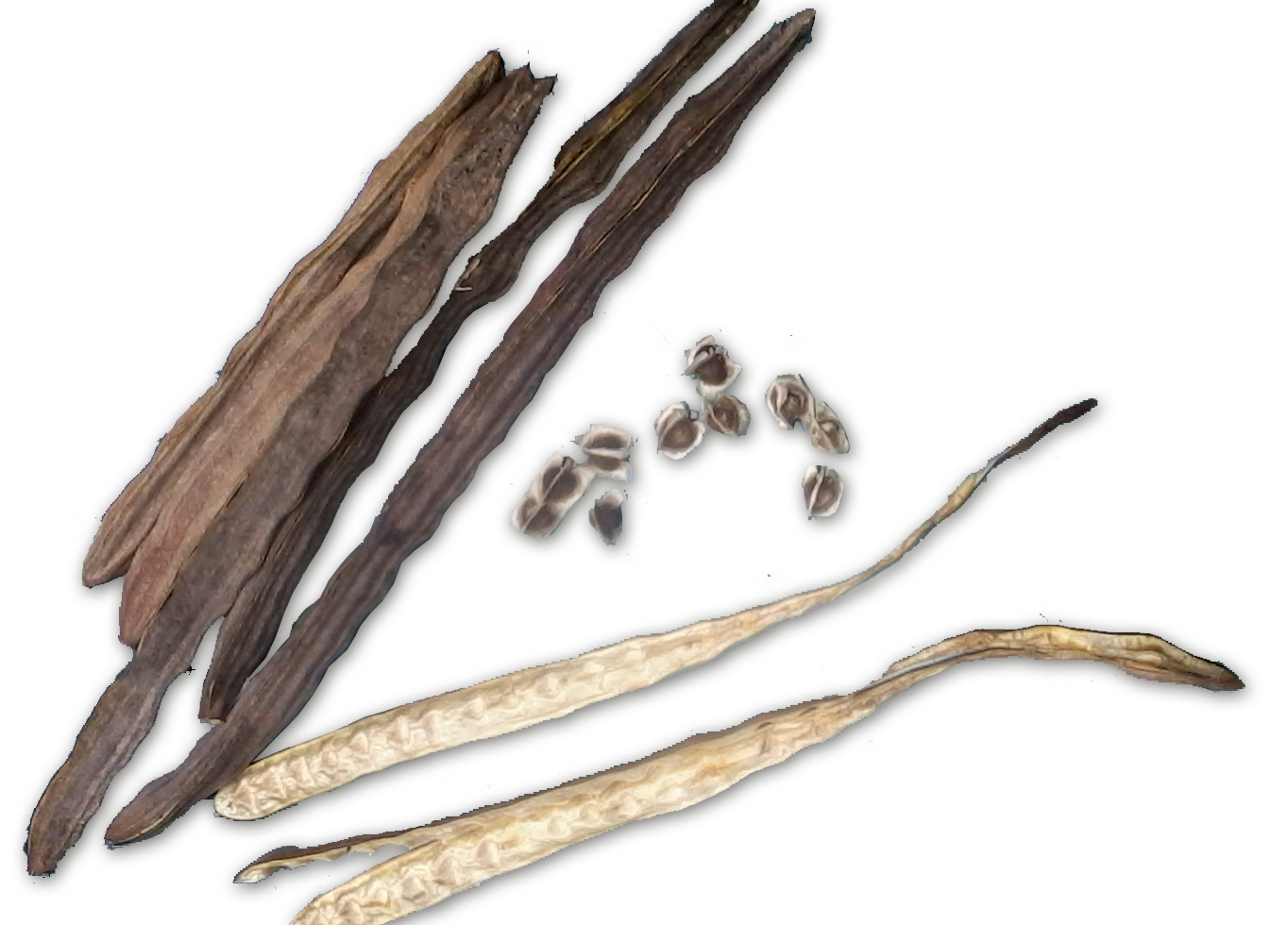 Abbildung von Moringa-Samen und Moringa-Schoten